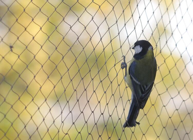   Anti bird nets in SR-Nagar  
